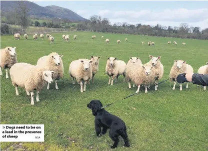  ?? NSA ?? > Dogs need to be on a lead in the presence of sheep