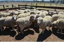  ??  ?? SHEEP STUDY: Wearable sensors will be used to collate bottom-line data.