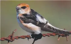  ??  ?? Fairy martins are sometimes called “bottle swallows”.