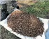  ?? PHOTO: SUPPLIED ?? Dead bees collected from eight hives at an apiary in the Mangles Valley in Murchison.