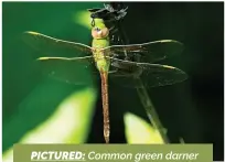  ??  ?? PICTURED: Common green darner