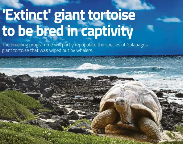  ??  ?? A breeding programme will help repopulate the giant tortoises of Floreana Island in the Galapagos. — AFP