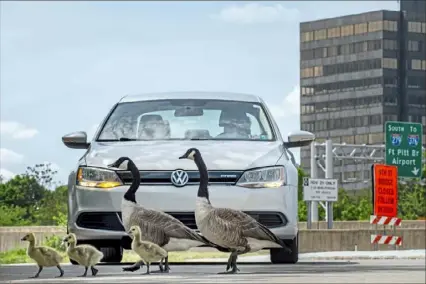  ?? Christian Snyder/Post-Gazette ?? A car comes to a stop as Canada geese and their goslings cross River Avenue on Saturday near East General Robinson Street in the North Shore.