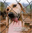  ?? TOUGH Shelters are struggling to cope ??