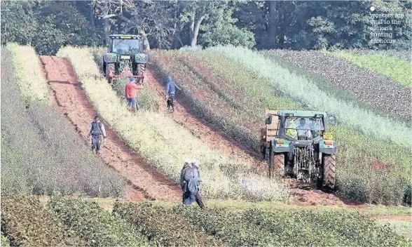  ?? Seasonal workers are vital to the nation’s farming economy ??