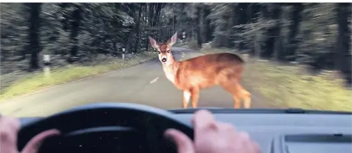  ?? FOTO: TÜV SÜDDEUTSCH­LAND/DPA ?? Besonders in der Dämmerung und nachts ist damit zu rechnen, dass Wildtiere wie Rehe die Straße überqueren.