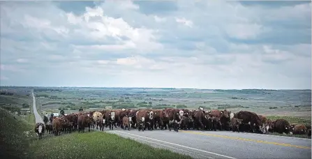  ?? JEFF MCINTOSH THE CANADIAN PRESS ?? Cattle producers on the Prairies are hoping for the best but preparing for the worst as an ongoing drought continues to diminish pastures.