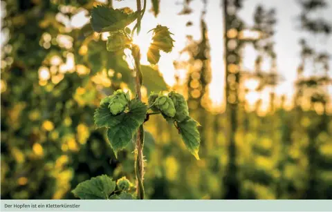  ??  ?? Der Hopfen ist ein Kletterkün­stler