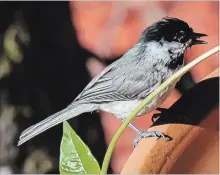  ?? NORMAN WINTER PHOTOS TNS ?? This Black-capped Chickadee shakes off water after a little splashing.