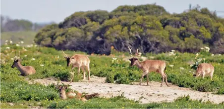  ?? PICTURE: MATTHEW JORDAAN ?? ECO-XENOPHOBIA: About 400 fallow deer on Robben Island are to be culled in an ‘alien’ animals programme which also includes rabbits, cats and rats.