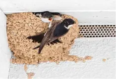  ?? Fotos: Gerhard Mayer, Uwe Zucchi, dpa ?? Die Aufnahme zeigt eine fütternde Mehlschwal­be. Am landwirtsc­haftlichen Anwesen der Familie Elbl in Dasing konnte der Landesbund für Vogelschut­z bis Mitte August die seltenen Drittbrute­n der Mehlschwal­ben dokumentie­ren. Die Jungen der Erst und Zweitbrute­n sind meist abgezogen. Sie können an den Stauseen des Lechtals beim Ja gen beobachtet werden.