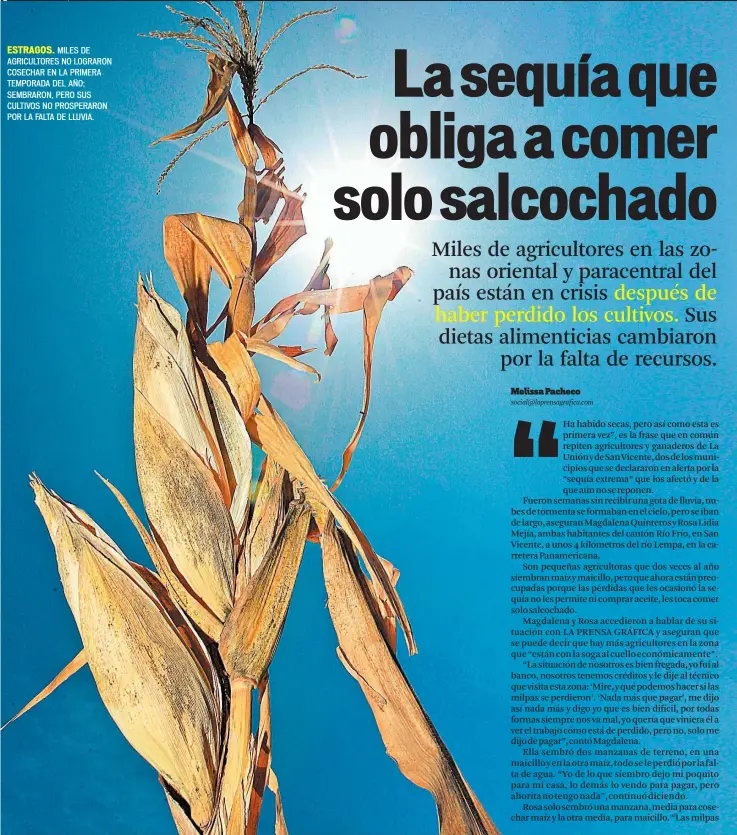  ??  ?? ESTRAGOS. MILES DE AGRICULTOR­ES NO LOGRARON COSECHAR EN LA PRIMERA TEMPORADA DEL AÑO; SEMBRARON, PERO SUS CULTIVOS NO PROSPERARO­N POR LA FALTA DE LLUVIA.