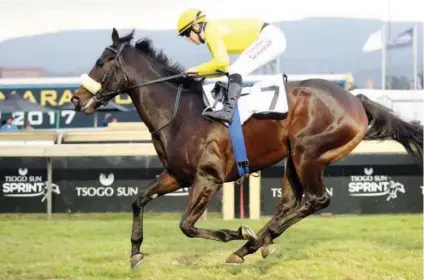  ??  ?? TALENTED. Trainer Dennis Drier will be pinning his hopes on unbeaten Sand And Sea in the Grade 1 Premiers Champion Stakes over 1600m at Greyville on Sunday 30 July.
