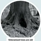  ??  ?? Veteranise­d trees are old before their time.