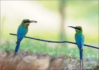  ?? LU GANG / FOR CHINA DAILY ?? A pair of chestnut-throated bee-eaters perch on a branch near Jinsha Bay, Hainan province.