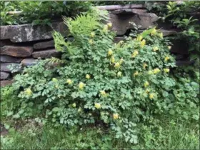  ?? LEE REICH VIA AP ?? Corydalis, pretty all season long, finds its own place, and dresses up, this stone wall.