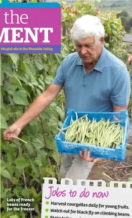  ??  ?? Lots of French beans ready for the freezer