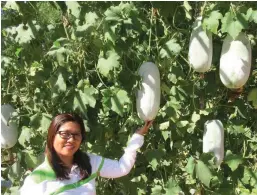  ??  ?? WAX GOURD AT THE VILLAR SIPAG FARM SCHOOL – Photo shows Ruby Samonte posing with fruitful Suruchi F1 variety of wax gourd or Kundol. More farmers should plant Kundol because it is a tasty vegetable that can be stored for a long time after harvest. It can be prepared in many ways as vegetable and can be made into a sweet dessert, too.