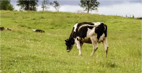  ?? ?? L’intelligen­ce artificiel­le permettrai­t de mettre en relation diverses variables que le cerveau ne peut pas traiter en raison de la complexité de l’analyse, dont celles pour trouver les raisons du changement de comporteme­nt d’une vache.