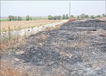  ??  ?? Área agrícola quemada en Israel por el fuego ocasionado por cometas incendiari­as lanzadas por los palestinos desde Gaza, dominada por el grupo extremista Hamás. (EFE)
