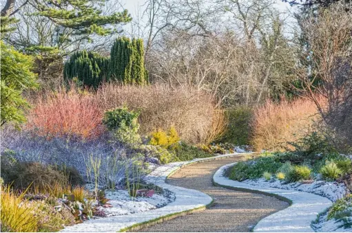  ??  ?? A path going through the centre of the Winter Garden. Right: frost on the shrub border with its mix of plants for winter colour and interest