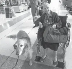  ?? Sarah A. Miller/Tyler Morning Telegraph via AP ?? ■ Elly, a Therapet, visits traveler Dixie Diedering of New London on Monday at Tyler Pounds Regional Airport.