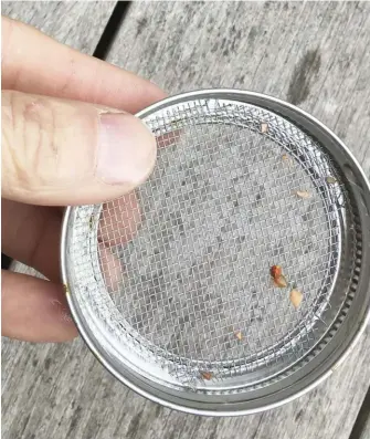  ??  ?? Cut a circular piece of mosquito screen that fits into the ring lid of a canning jar.