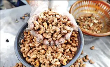  ?? HONG MENEA ?? Raw cashew nuts in a processing facility in Kampong Thom province last November.