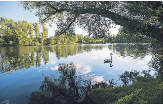  ??  ?? Am Borner See gibt es zwei Picknickpl­ätze, an denen sich die Ruhe und die Atmosphäre genießen lassen.