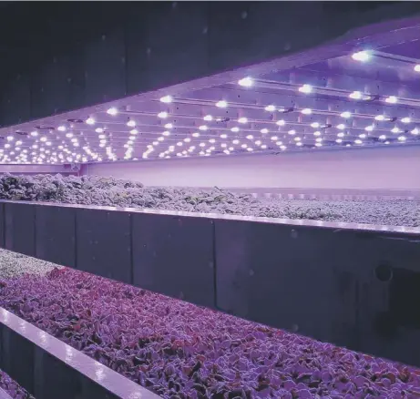  ??  ?? 0 Growing salad crops under LED lights – so-called vertical farming