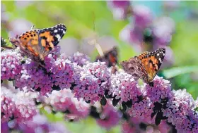  ?? ASSOCIATED PRESS ?? Lilacs, as well as other spring bloomers such as forsythia and flowering quince, could be putting on a less spectacula­r show after a dry and mild winter.