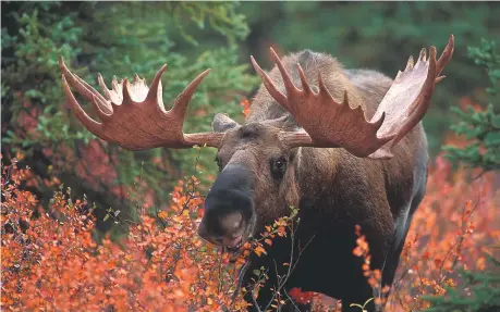  ??  ?? Cette année, quelque 4465 permis de chasse à l’orignal ont été délivrés. - Archives