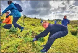  ??  ?? Elevene ved Borhaug skole halte og dro for å fjerne landøyda på Bausje. På bildet er Marko i aksjon.