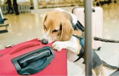  ?? SHURAN HUANG/THE NEW YORK TIMES ?? Hair-E, a six-year veteran, finds 12 to 18 prohibited items a day at Dulles Internatio­nal Airport in Virginia.