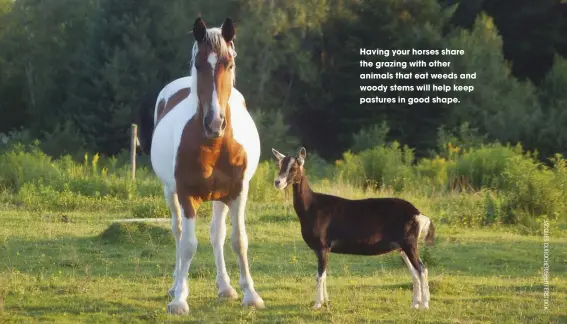  ??  ?? having your horses share the grazing with other animals that eat weeds and woody stems will help keep pastures in good shape.