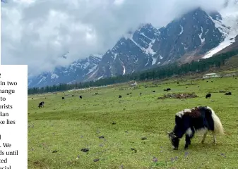  ??  ?? Yaks graze on the rolling meadows of Yumthang Valley. Below: Tongba is a millet-based alcoholic beverage consumed out of bamboo mugs in Sikkim.