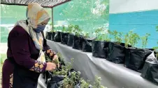  ?? — Bernama photos ?? Che Roziani checks on the Brazilian spinach, fertilised using compost made from processed food waste.