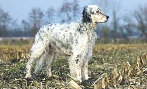  ??  ?? English setters are one of several breeds that are known to suffer from inherited Exocrine Pancreatic Insufficie­ncy