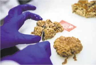  ?? Gabrielle Lurie / The Chronicle 2016 ?? Left: Brian Wyrwas (left) and Mike Selden, co-founders of Finless Foods, at their Berkeley company where they are working to create fish meat from cells grown in a lab. Above: Scientist Mallory Mau cuts up a vegetarian burger at Impossible Foods...