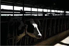 ??  ?? A cow stands in a barn at the Lake Breeze Dairy farm in Malone, Wisconsin. Photograph: Daniel Acker/Bloomberg via Getty Images