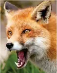  ??  ?? Scavenger: A red fox