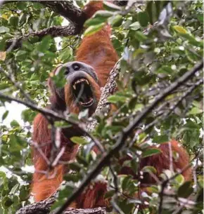  ?? AFP PIC ?? Chinese state-owned enterprise Sinohydro has been awarded the design and constructi­on contract for the US$1.6 billion dam project in the Batang Toru rainforest on Sumatra island, which is the only known habitat of the Tapanuli orangutan.