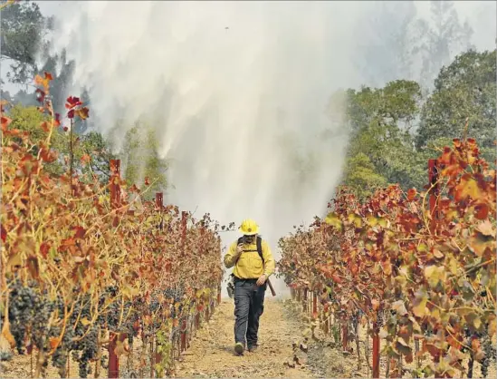  ?? Jae C. Hong Associated Press ?? FIREFIGHTE­R Chris Oliver walks between grapevines as a helicopter drops water over a wildfire burning Saturday near a winery in Santa Rosa, Calif.
