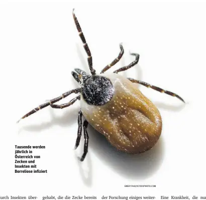  ??  ?? Tausende werden jährlich in Österreich von Zecken und Insekten mit Borreliose infiziert EMER1940/ISTOCKPHOT­O.COM