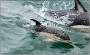  ?? ARMANDO FRANCA — THE ASSOCIATED PRESS ?? A dolphin calf swims near a boat at the mouth of the
Tagus River in Lisbon. Starting today the United Nations is holding its five-day Oceans Conference in Lisbon hoping to bring fresh momentum for efforts to find an internatio­nal agreement on protecting the world’s oceans.