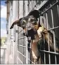  ?? Allen J. Schaben L.A. Times ?? A GERMAN shepherd mix peers from his cage at a shelter in South L.A.