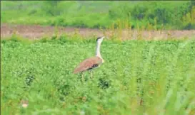  ?? HT FILE ?? The Great Indian Bustard’s population was found to be below 200 in 2013.