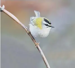  ?? BOB EADE ?? The firecrest is a similarly tiny bird