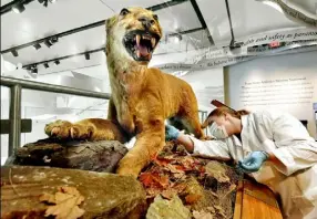  ?? Pat Little/Penn State University ?? Schreyer Honors scholar Maya Evanitsky searches for the best place to remove a skin sample from the Original Nittany Lion, the more than 150year-old specimen that resides at Penn State's All-Sports Museum. Ms. Evanitsky combined her major in...