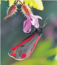  ?? Alan Price ?? A cinnabar moth